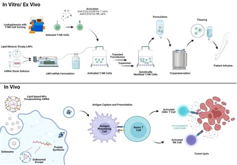 Frontiers Application Of Lipid Based Nanoparticles In Cancer