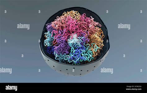 Cromatina En El Núcleo Celular Ilustración La Cromatina Es La Forma