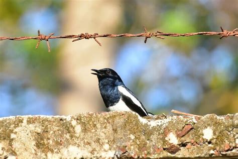 Premium Photo Oriental Magpie Robin Singing