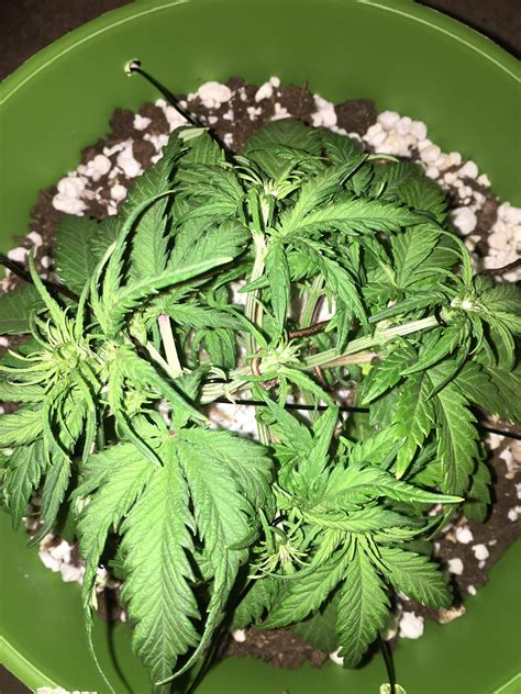 Week 5 White Lst Autoflower Hows The Lst Looking Any Suggestions First Time Grower R