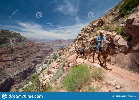 Rastro Ascendente De South Kaibab Del Tren De La Mula En Grand Canyon