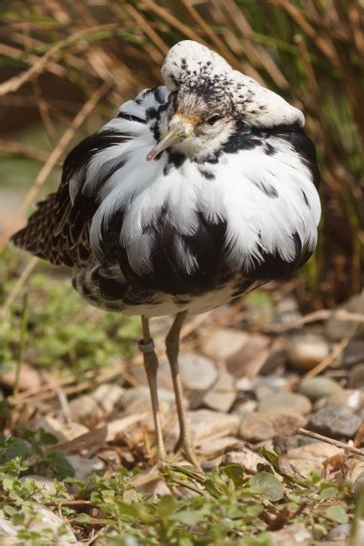 Ruff Free Stock Photo Public Domain Pictures