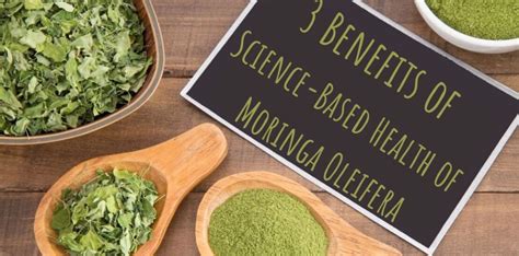 3 Benefits Of Science Based Health Of Moringa Oleifera Terry Exports