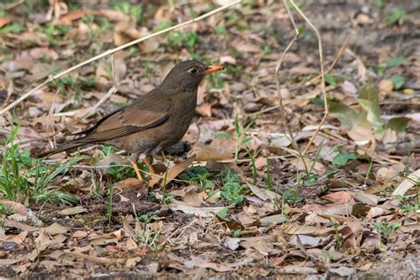 Grey Winged Blackbird Turdus Boulboul