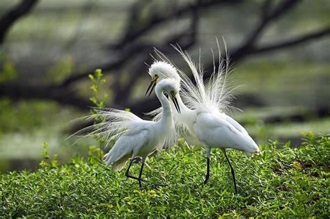 Rathika Ramasamy Wildlife Photographer Utkala Photography Club