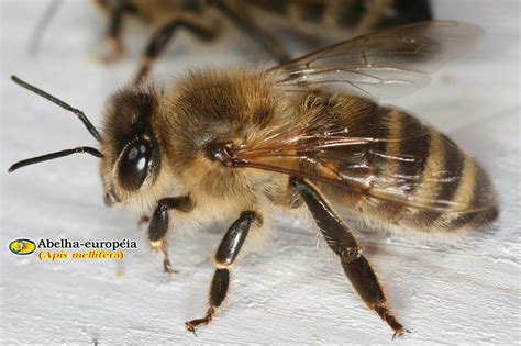 Zoologia Abelha européia Apis mellifera