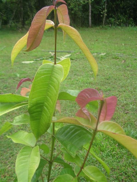 Flora Of Sri Lanka