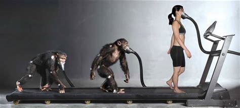 By Walking On Two Legs Humans Consume 25 Of The Energy Necessary For Chimps To Walk Around