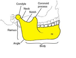 Ch Head Tmj Flashcards Quizlet