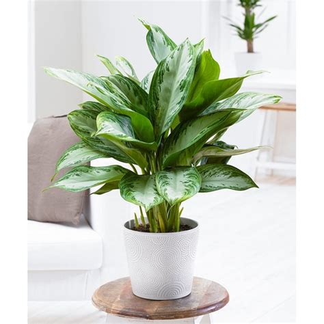 25-Low-Maintenance-Indoor-Plants | NewsFeed