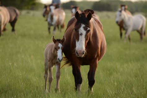 Feeding the Mare and Foal - Castle Horse Feeds