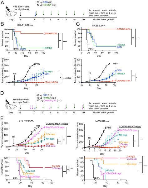 Synergy Of A Sting Agonist And An Il 2 Superkine In Cancer