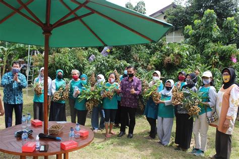 Panen Kelengkeng Bersama Tim Peneliti Fakultas Biologi UGM Dengan