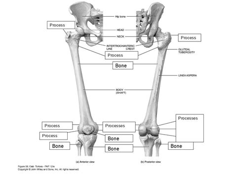 Appendicular Skeleton Lower Extremities 1 Diagram Quizlet