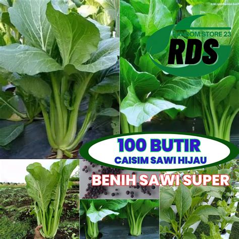 Benih Sawi Hijau Super 100 Butir Untuk Hidroponik Kemasan Repack