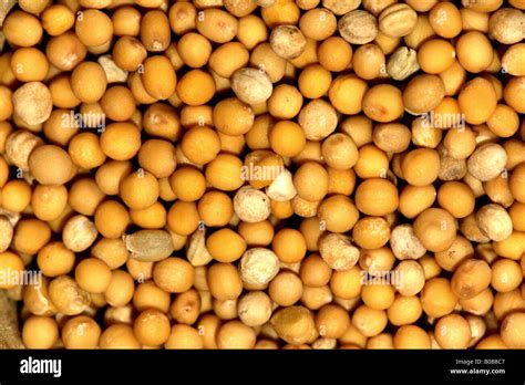 Mustard Seed Stock Photo Alamy