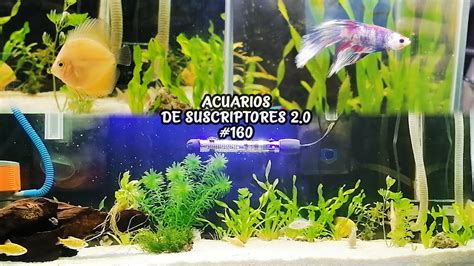 ACUARIOS DE SUSCRIPTORES 2 0 160 AQUSCAPING PEZ DISCO PEZ BETTA