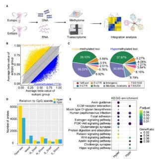 Genome Wide DNA Methylation Analysis Of Eutopic And Ectopic Endometrial