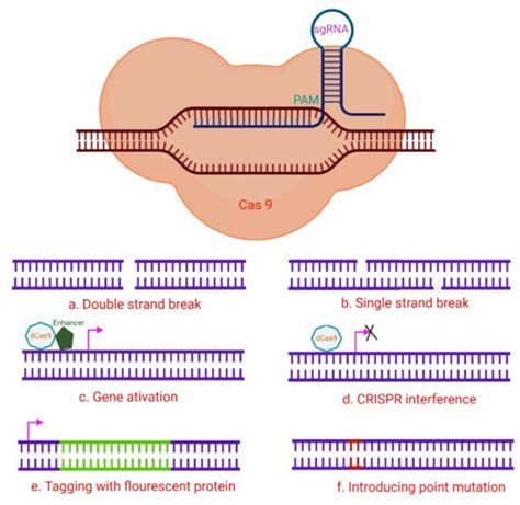 Ijms Free Full Text Crisprcas A New Tool In The Research Of