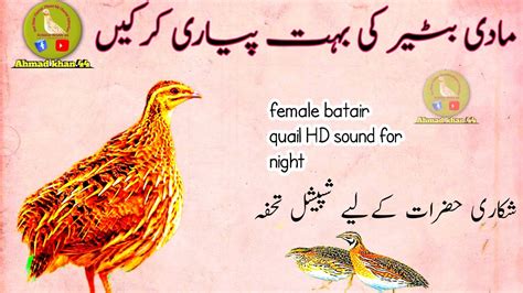 Madi Batair Ki Kirk 2024female Batair Quailmada Batair Ki Awazbater