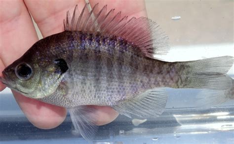 Bluegill Aquaculture Fisheries Pond Management