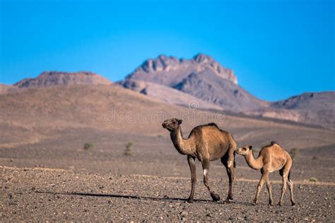 The Dromedary Camels Walking In The Sahara Desert In The Anti Atlas