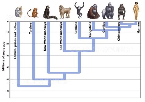 Human Evolutionary Timeline