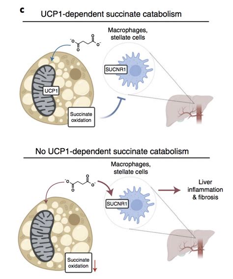 A newfound role for thermogenic fat as a regulator of diet-induced ...