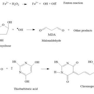 Probable mechanism of formation of the hydroxyl radical through the ...