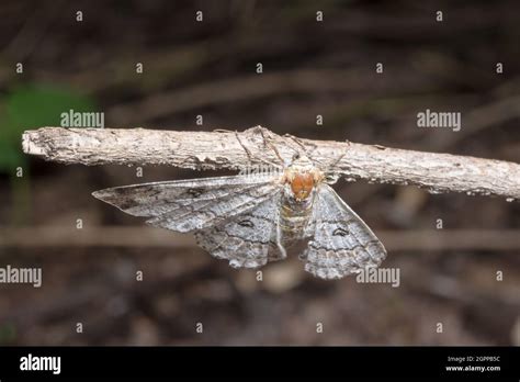 Moth Close Up Stock Photo Alamy