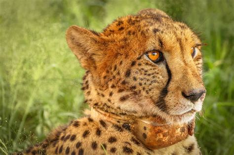 Two Cheetah Acinonyx Jubatus Lying Down Kalahari Desert Namibia