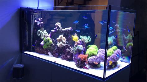 Red Sea Peninsula 500 Deluxe Amazing Reef Aquarium Youtube