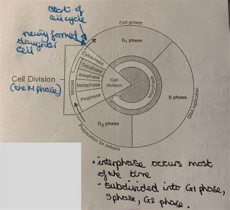 Cell Division Flashcards Quizlet