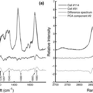 Raman Spectra Of A Single DU145 Cell For The A LWN And B HWN