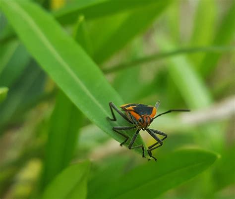 Banco De Imagens Natureza Grama Bokeh Folha Flor Verde Inseto Erro Botânica Borboleta