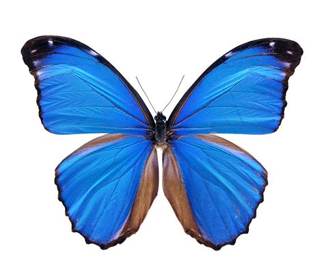 Blue Morpho Butterfly - Large by Phototalk