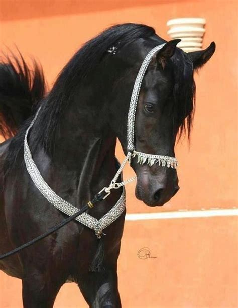 Black Arabian Horse Egyptian Arabian Horses Beautiful Arabian Horses