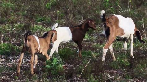 Suara Kambing Gembala Di Padang Rumput Bunyi Kambing Youtube