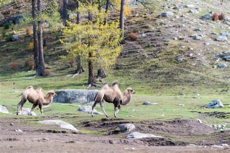 Dos Camellos En Manera De La Migraci N Foto De Archivo Imagen De