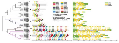 Evolutionary Relationships Left Conserved Motifs Middle And Gene