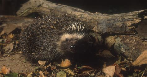 Southern African Hedgehog Mammals South Africa