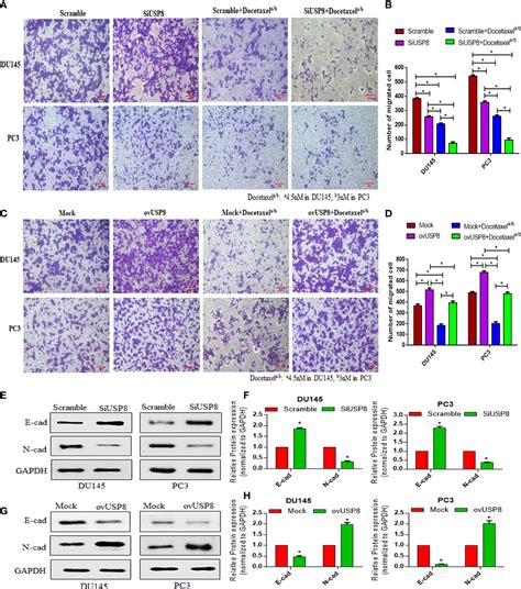 Frontiers Knockdown Of USP8 Inhibits Prostate Cancer Cell Growth