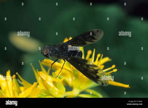 ántrax Fotografías E Imágenes De Alta Resolución Alamy