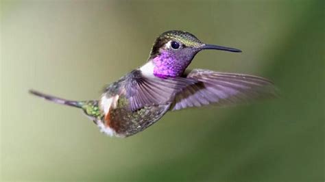 Purple Hummingbird Hd Wallpapers Baltana