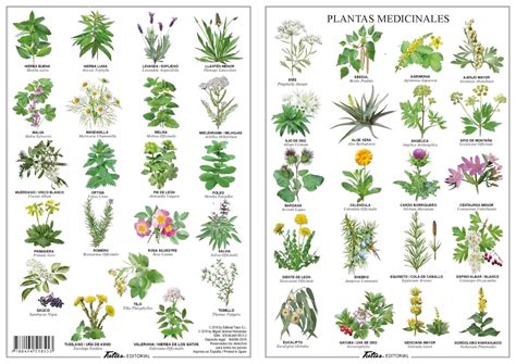 Ejemplos De Plantas Medicinales