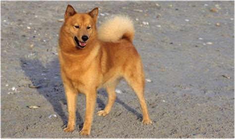 Finnish Spitz - Puppies, Breeders, Temperament, Facts, Pictures, Price ...