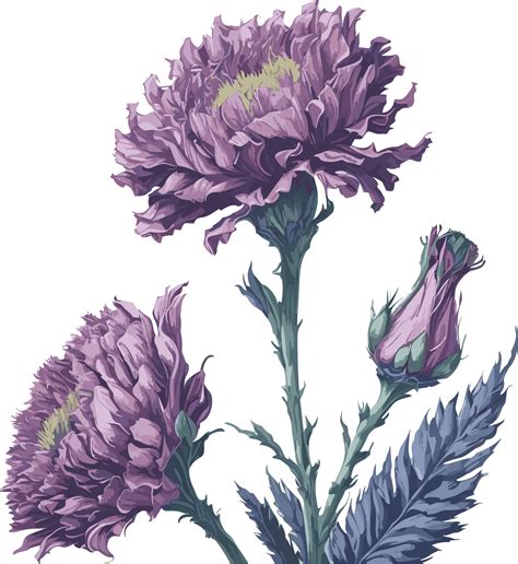 Carnation Dianthus Caryophyllus Ai Generative 27433536 Png