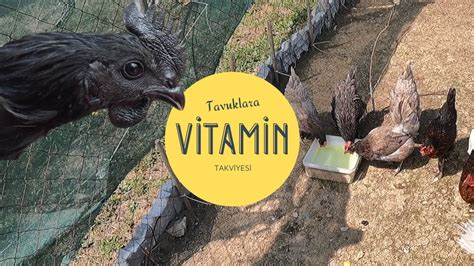 Civciv ve Tavuklarda Vitamin Kullanımı Uygulamalı Anlatım YouTube