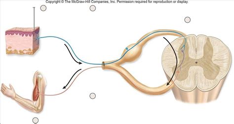 Reflex Arc Diagram | Quizlet