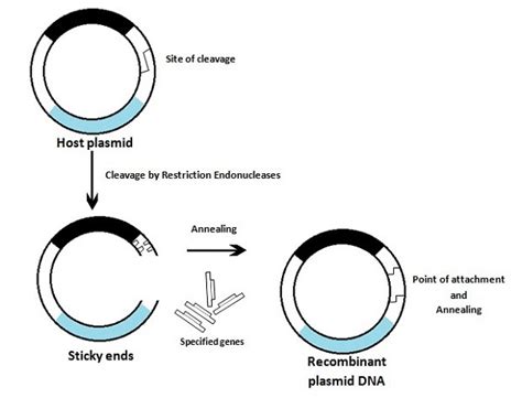 Recombinant Dna Technology Process